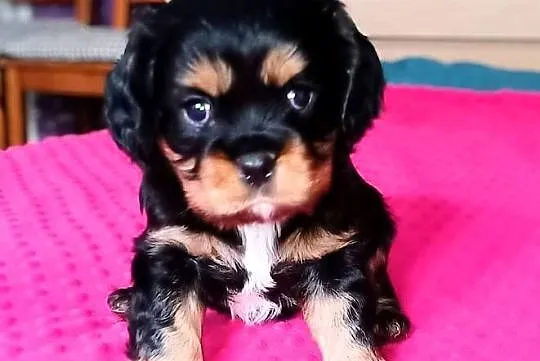 Piękny piesek Cavalier z rodowodem i wyprawką, Łódzkie, Łódź
