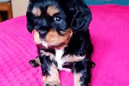 Piękny piesek Cavalier z rodowodem i wyprawką, Łódzkie, Łódź