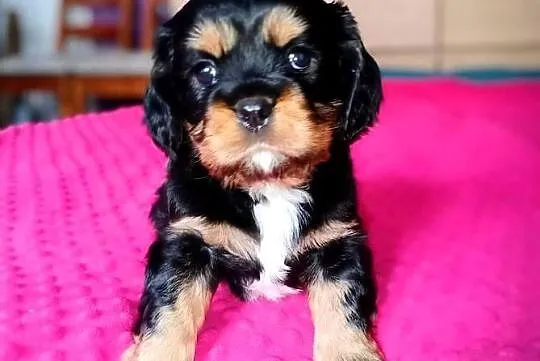 Piękny piesek Cavalier z rodowodem i wyprawką, Łódzkie, Łódź