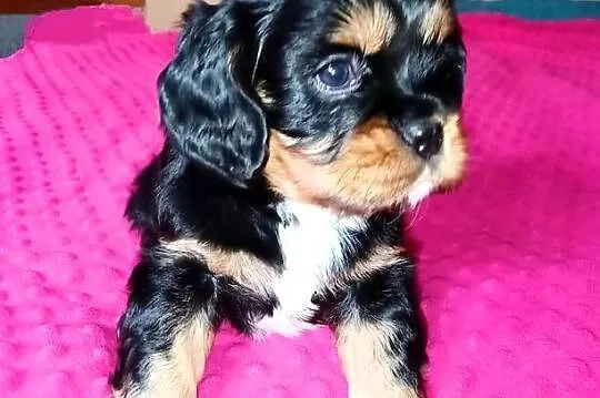 Piękny piesek Cavalier z rodowodem i wyprawką, Łódzkie, Łódź