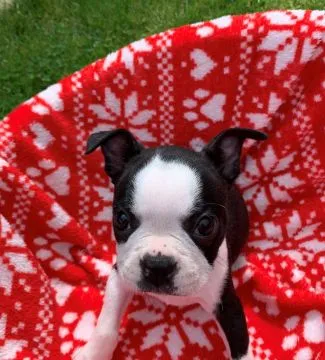 Boston Terriera.  Kontakt tylko przez WhatsApp +37065391730 lub e-mail Princebeasoh@gmail.com, , Raków
