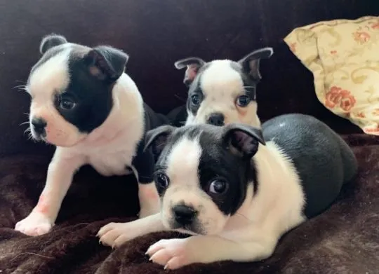 Boston Terriera.  Kontakt tylko przez WhatsApp +37065391730 lub e-mail Princebeasoh@gmail.com, , Raków