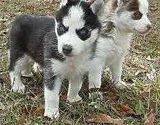 Magnificant adorable französisch Stier Hunde, war