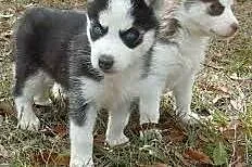 magnificant adorable französisch Stier Hunde, warmińsko-mazurskie Bartoszyce