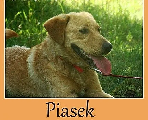 Uśmiechnięty, młody pies Piasek -adopcja, mazowie
