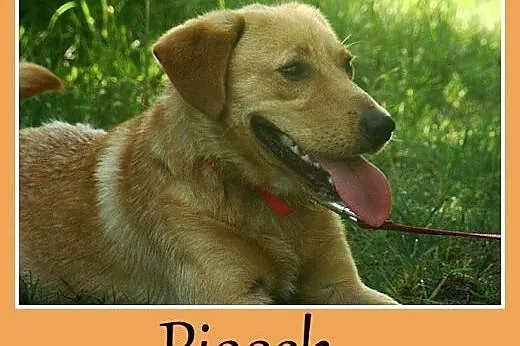 Uśmiechnięty, młody pies Piasek -adopcja, mazowieckie Warszawa