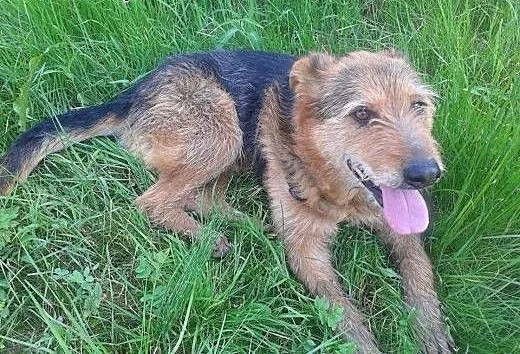 Tropek, do adopcji, dolnośląskie Lubin