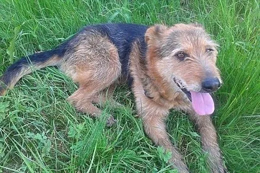 Tropek, do adopcji,  dolnośląskie Lubin