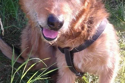 Tropek, do adopcji,  dolnośląskie Lubin