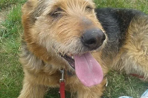 Tropek, do adopcji,  dolnośląskie Lubin