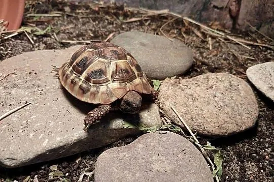 Żółw grecki, Pomorskie, Reda