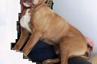 Fiodor Pit Bull Terrier red nose  ,  mazowieckie W