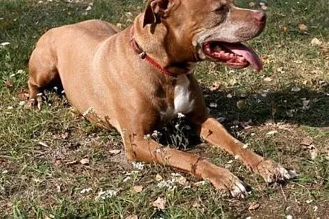 Fiodor Pit Bull Terrier red nose  ,  mazowieckie W