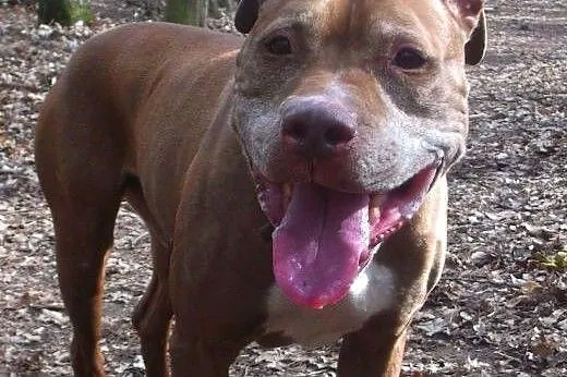 Fiodor Pit Bull Terrier red nose  ,  mazowieckie W