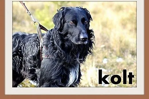 KOLT,czarny retriever,przyjazny wobec opiekunów,wesoły pies.ADOPCJA,  małopolskie Kraków