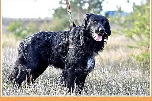 KOLT,czarny retriever,przyjazny wobec opiekunów,we