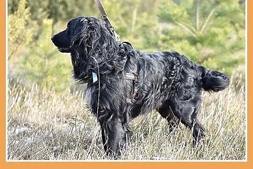 KOLT,czarny retriever,przyjazny wobec opiekunów,we