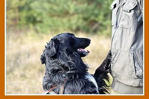 KOLT,czarny retriever,przyjazny wobec opiekunów,we