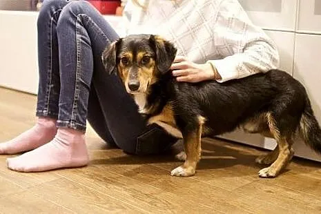 KUMIN śliczny maluszek czeka na fajną rodzinkę,  m
