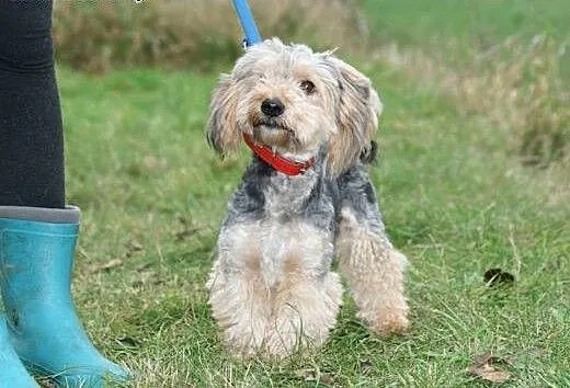Piękny Fido – wydłużona procedura adopcy