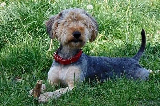Piękny Fido &#8211; wydłużona procedura adopcy