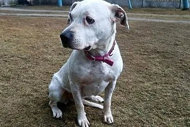 LULA biała dama w typie TTB do adopcji ,  wielkopo