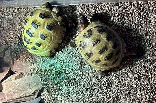 Żółw stepowy x 2 plus wyposażone terrarium, Małopolskie, Modlniczka