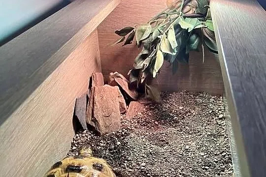 Żółw stepowy x 2 plus wyposażone terrarium, Małopolskie, Modlniczka