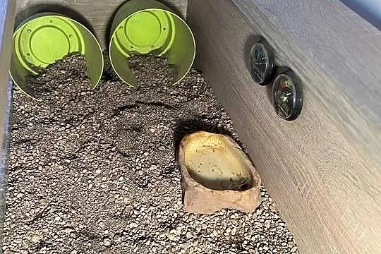 Żółw stepowy x 2 plus wyposażone terrarium, Małopolskie, Modlniczka