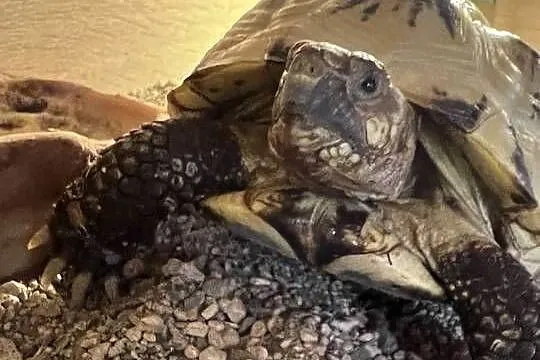 Żółw stepowy x 2 plus wyposażone terrarium, Małopolskie, Modlniczka