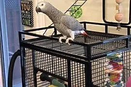 Afrykańskie papugi szare dostępne już teraz,  mazo, Białobrzegi