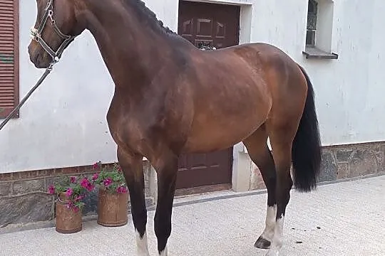 2-letnia Klacz ujeżdżeniowa po Sir Heinrich x Don Frederico, , Nowy