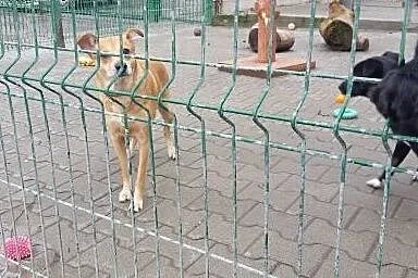 PIKUŚ szuka pilnie kochającego domku!!!,  dolnoślą
