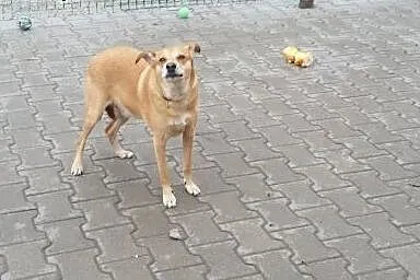 PIKUŚ szuka pilnie kochającego domku!!!,  dolnoślą