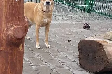 PIKUŚ szuka pilnie kochającego domku!!!,  dolnoślą