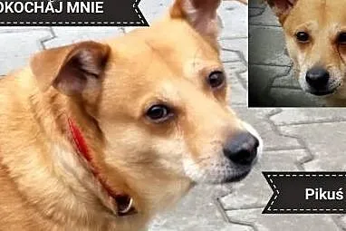 PIKUŚ szuka pilnie kochającego domku!!!,  dolnoślą