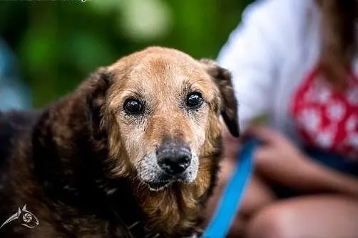 Laner poleca się do adopcji,  mazowieckie Warszawa