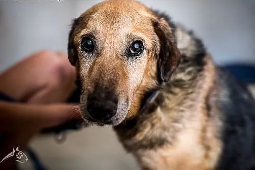 Laner poleca się do adopcji,  mazowieckie Warszawa