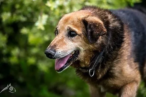 Laner poleca się do adopcji,  mazowieckie Warszawa