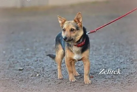 Zefirek malutki, wesoły psiak,  małopolskie Kraków