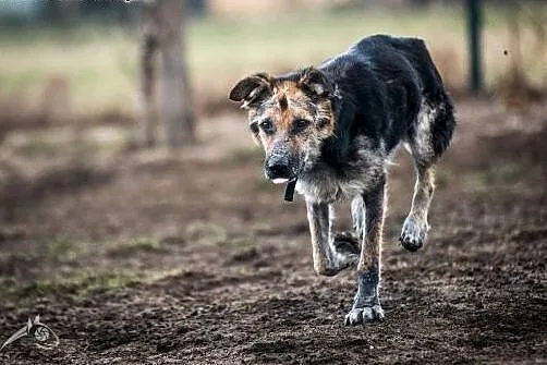 Leo- mix owczarka niemieckiego szuka domu odpowied