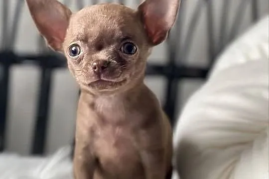 Chihuahua piesek liliowy