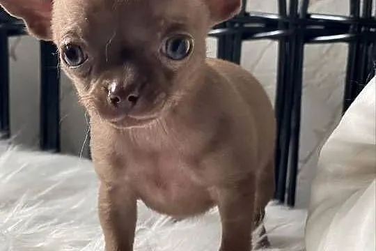Chihuahua piesek liliowy, Łódzkie, Tuszyn