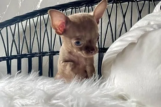 Chihuahua piesek liliowy, Łódzkie, Tuszyn
