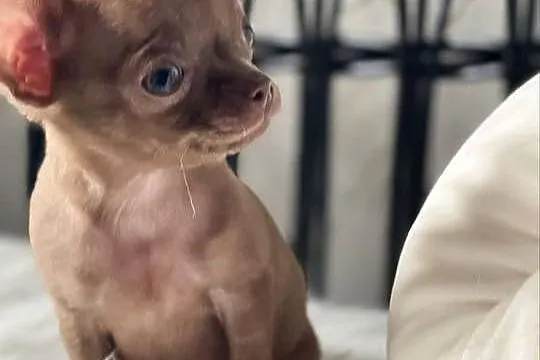 Chihuahua piesek liliowy, Łódzkie, Tuszyn