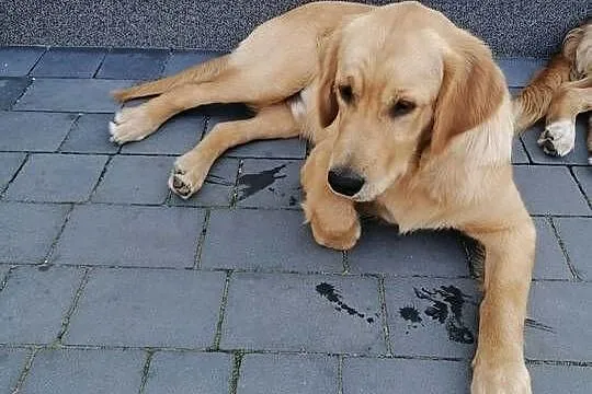 Golden retriever reproduktor, Świętokrzyskie, Pińczów