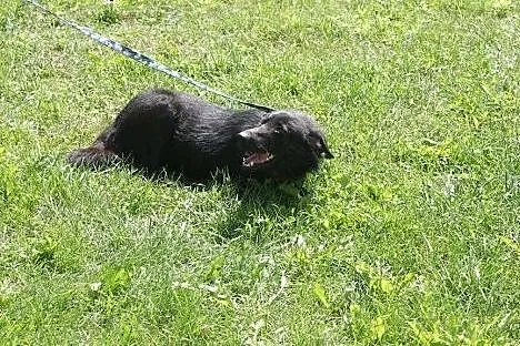 Fido - chcę pokochać jeszcze raz...,  Kundelki cał