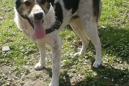 Oskar przyjacielski psiak -  mix foxterrierka ,  mazowieckie Warszawa