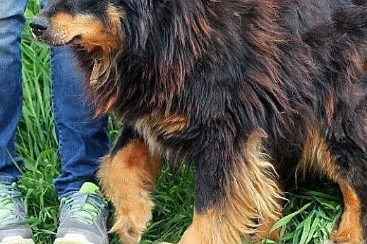 Oskar przyjacielski psiak -  mix foxterrierka ,  m