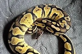 Python regius